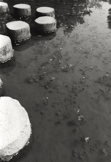 logs in pond
